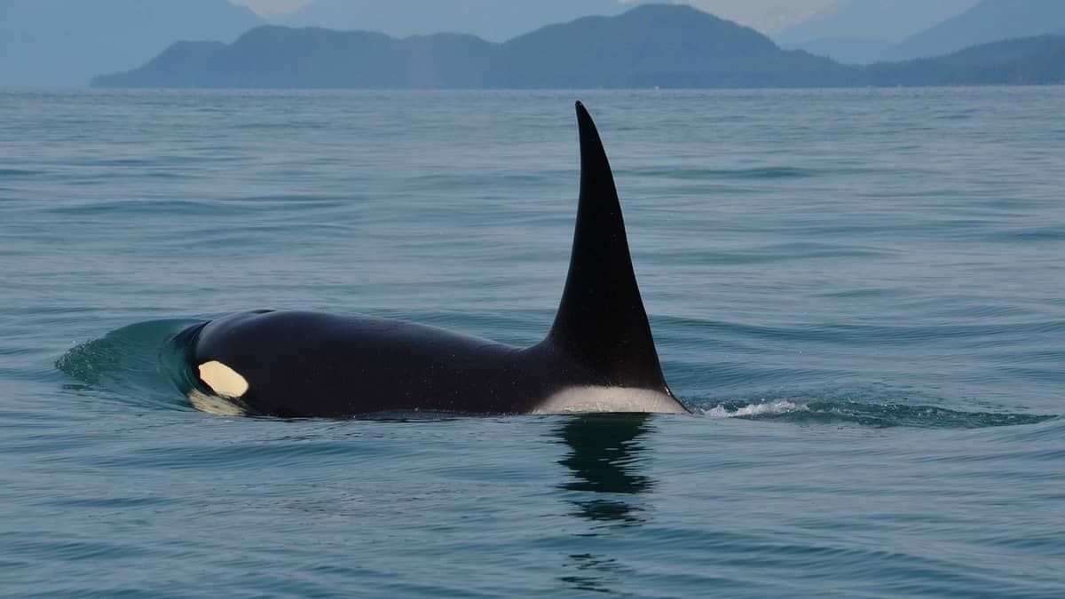 Orca 'touro' é vista pela primeira vez em 16 anos em águas britânicas 