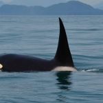 Orca 'touro' é vista pela primeira vez em 16 anos em águas britânicas 