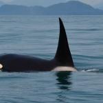 Orca 'touro' é vista pela primeira vez em 16 anos em águas britânicas