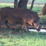 Homem é morto com tiro de espingarda após ser confundido com javali em SP