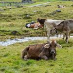 Explosão mata 18 mil vacas e 'peido' pode ser causa da tragédia em fazenda