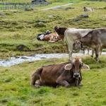 Explosão mata 18 mil vacas e 'peido' pode ser causa da tragédia em fazenda