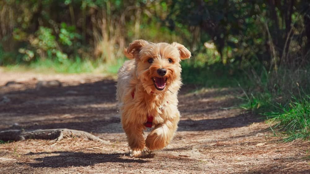 Dona de cachorra será indenizada após comprar coleira antipulgas e encontrar carrapatos vivos 