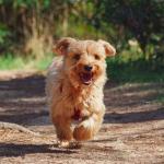 Dona de cachorra será indenizada após comprar coleira antipulgas e encontrar carrapatos vivos