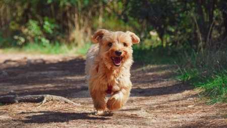 Imagem ilustrativa - Cachorro