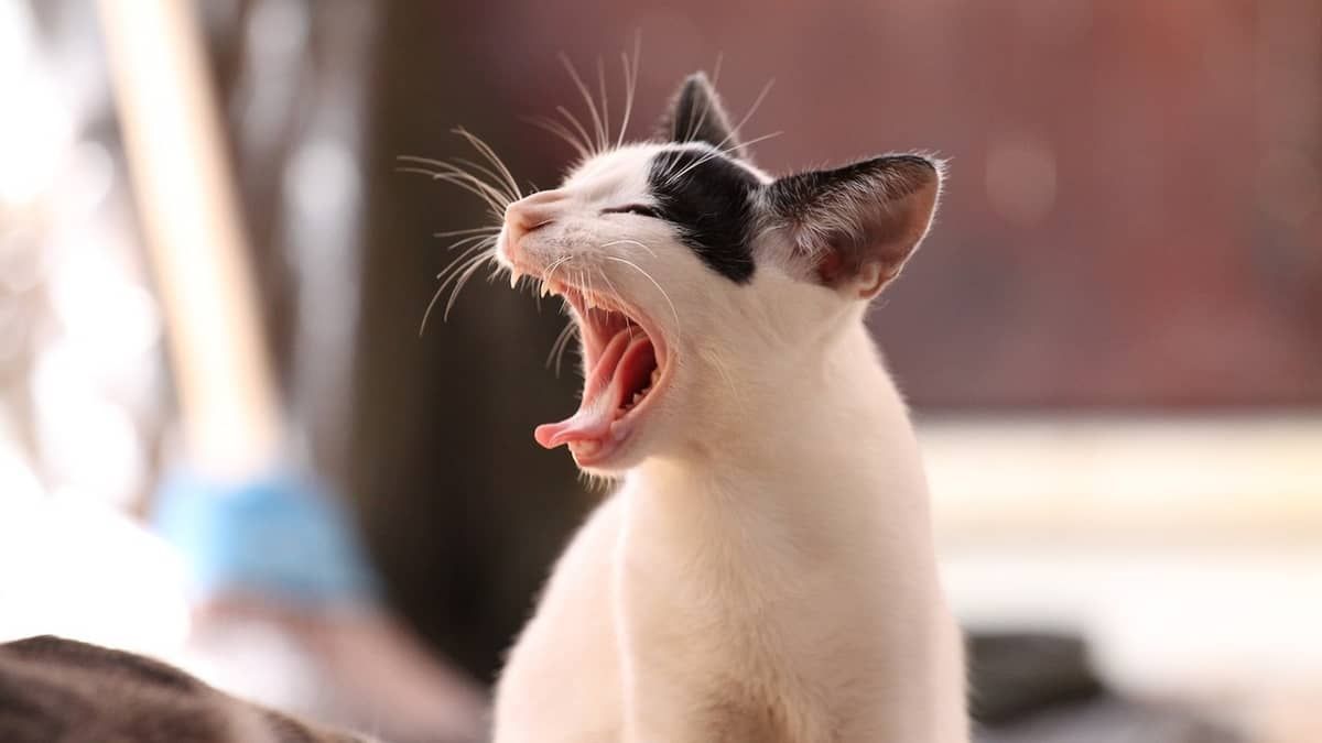 O método mais eficaz para descobrir se seu gato tem vermes intestinais