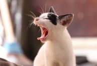 Denúncia aponta jovem e adolescente como autores de maus-tratos a gato em MG