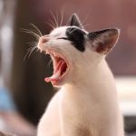 Micose de gatos que passa para humanos está descontrolada no Brasil, alerta especialista  