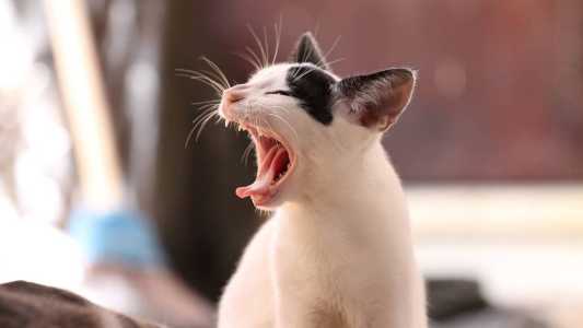 Imagem ilustrativa - Gato