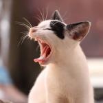 Micose de gatos que passa para humanos está descontrolada no Brasil, alerta especialista