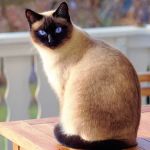 Gata morre após castração e tutor será indenizado em quase R$ 5 mil  