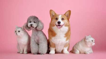 Imagem ilustrativa - Animais