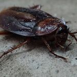 Açúcar envenenado para matar baratas muda hábitos reprodutivos dos machos; entenda   