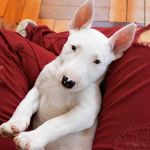 Casal termina namoro e mulher ganha na Justiça direito de ficar com cachorro da raça Bull Terrier  
