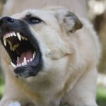 Caminhoneiro será indenizado em quase R$ 20 mil após ser mordido por cão em posto de combustível em Minas