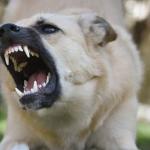 Caminhoneiro será indenizado em quase R$ 20 mil após ser mordido por cão em posto de combustível em Minas