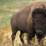 Atiradores e caçadores são alvo da Polícia Federal por caça ilegal de búfalos 