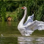 Adolescentes são detidos suspeitos de matar e comer cisne nos EUA
