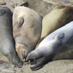 Centenas de golfinhos e leões marinhos são encontrados mortos 'envenenados' na praia  