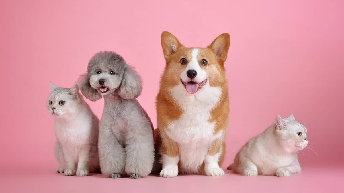 Animais podem receber pensão alimentícia em caso de separação dos tutores