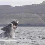 Baleias são mortas por grandes navios no Atlântico Norte, diz estudo