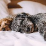 Moradora ganha na Justiça direito de criar cachorros no apartamento; condomínio tentou proibir  