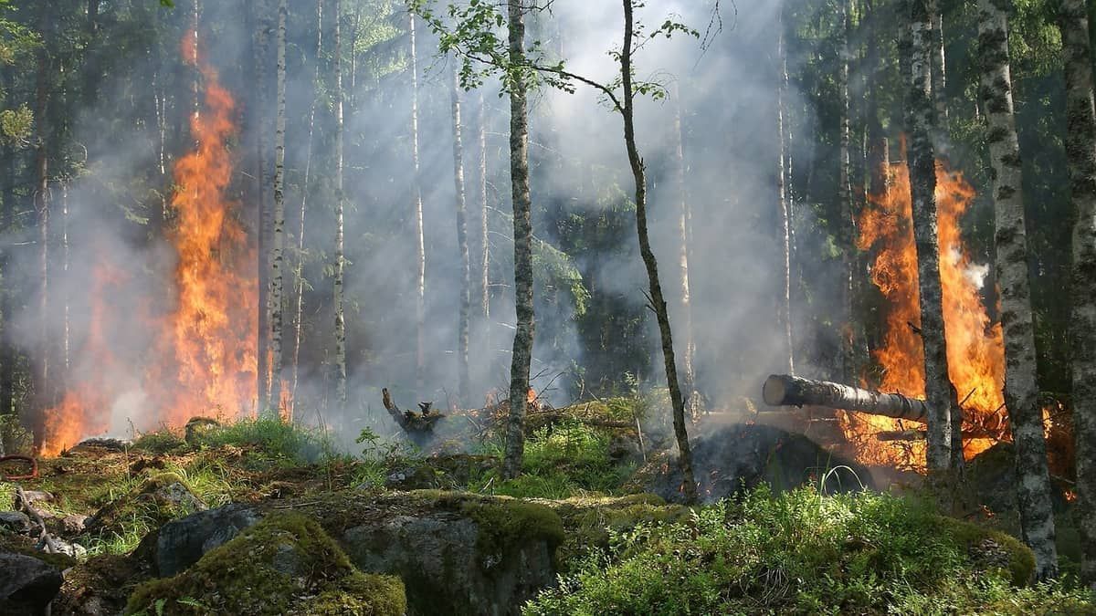 Incêndio florestal deixa pelo menos cinco mortos no Peru