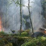 Incêndio florestal deixa pelo menos cinco mortos no Peru
