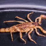 Menino de 3 anos fica cego após ser picado por escorpião 