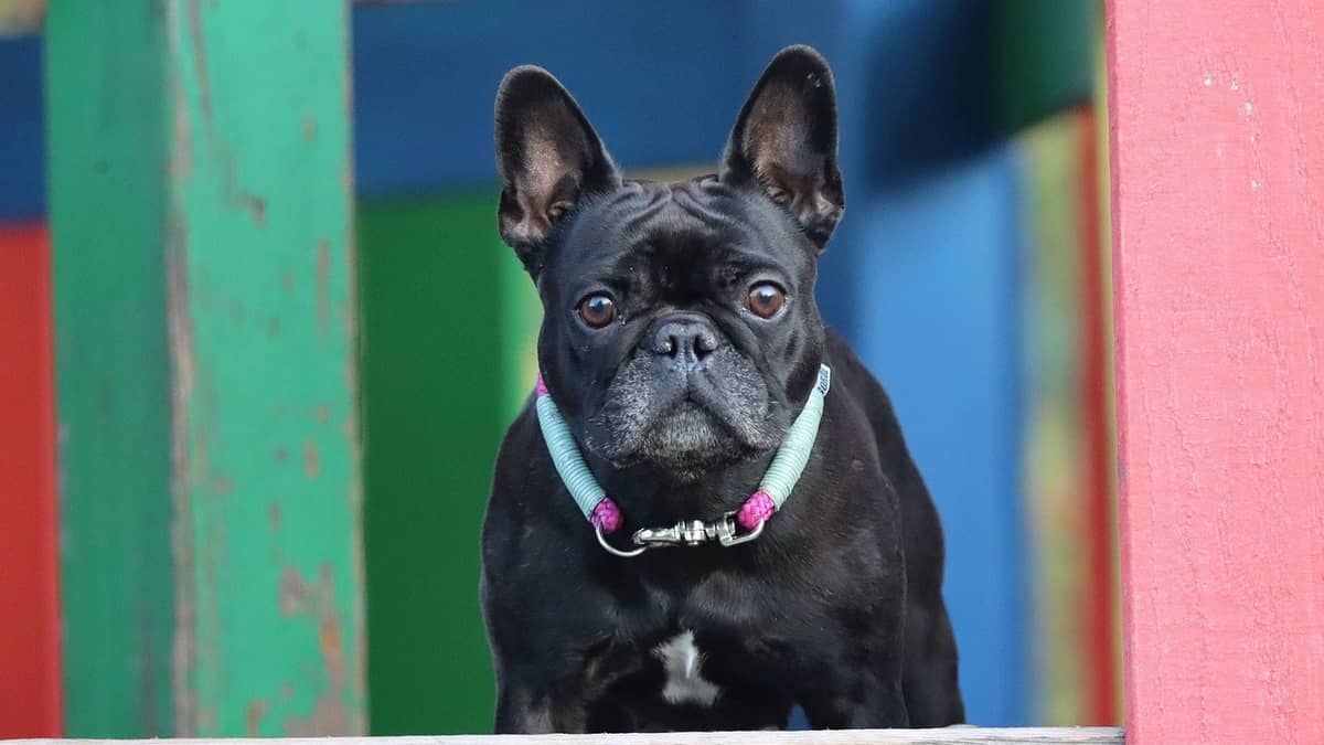 A respiração de Pugs, Bulldogs e Shih Tzus exige cuidados extras; saiba quais