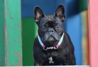 A respiração de Pugs, Bulldogs e Shih Tzus exige cuidados extras; saiba quais