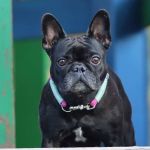 A respiração de Pugs, Bulldogs e Shih Tzus exige cuidados extras; saiba quais