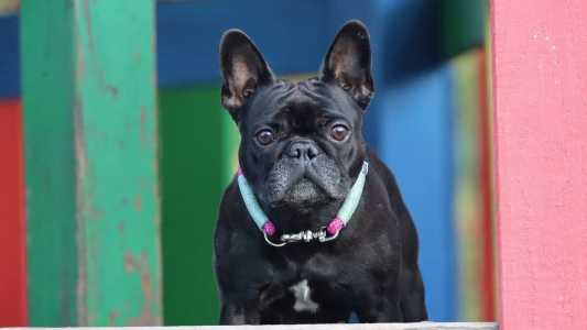 Imagem ilustrativa - Cão da raça buldogue frânces