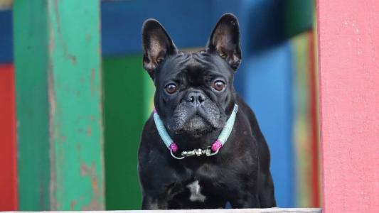 Imagem ilustrativa - Cão da raça buldogue frânces