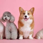 Shopping de Belo Horizonte recebe feira de adoção de cães e gatos; veja detalhes