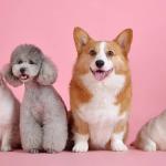 Shopping de Belo Horizonte recebe feira de adoção de cães e gatos; veja detalhes