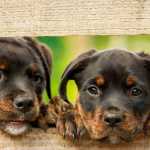 Governo proíbe uso de animais na produção de cosméticos, perfumes e produtos de higiene
