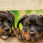 Governo proíbe uso de animais na produção de cosméticos, perfumes e produtos de higiene