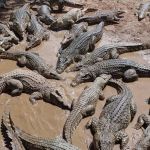 Homem morre ao ser atacado por 40 crocodilos 