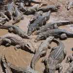 Homem morre ao ser atacado por 40 crocodilos