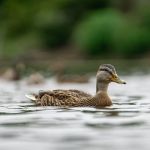 Peixe usa patos para se reproduzir em lagos; entenda