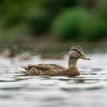 Peixe usa patos para se reproduzir em lagos; entenda