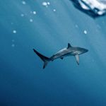 Pesca predatória ameaça de extinção espécies de tubarão