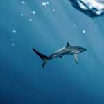 Pesca predatória ameaça de extinção espécies de tubarão