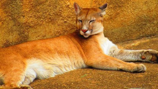 Imagem ilustrativa - Onça