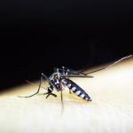 Biomédico morre em Teófilo Otoni com suspeita de dengue hemorrágica