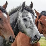 Dono de três cavalos mortos diz que animais foram envenenados e caso vai parar na Justiça  