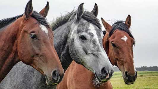 Imagem ilustrativa - Cavalos