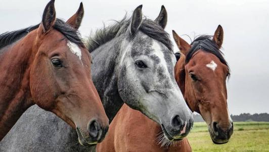 Imagem ilustrativa - Cavalos