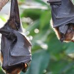 Raiva Humana é confirmada em idoso no Leste de Minas 